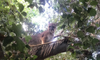 Mountain lion roams Redlands