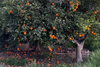 Governor Newsom approves $22.1 million in funding to address fruit fly infestations across California
