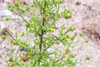 Trail users urged to join fight against invasive plants in Redlands