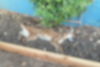 Mountain lion found dead in Redlands backyard