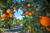 Redlands approves $2.3 million contract to maintain city-owned citrus groves
