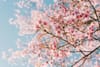 Redlands Japanese Cultural Center to host grand opening Oct. 25