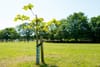 Northside Green Share event to offer free shade trees