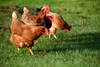 Redlands City Council advances ordinance to allow hens in most neighborhoods
