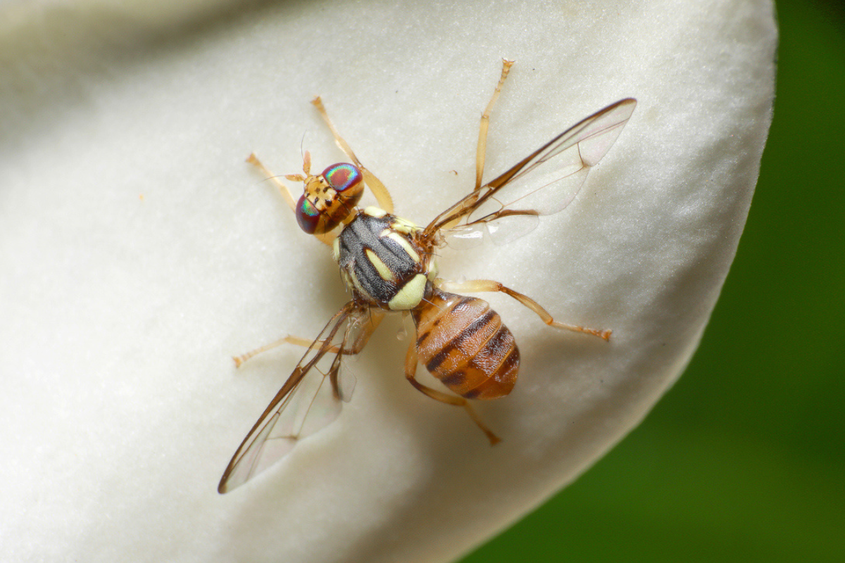 Oriental fruit fly quarantine remains in effect in parts of San